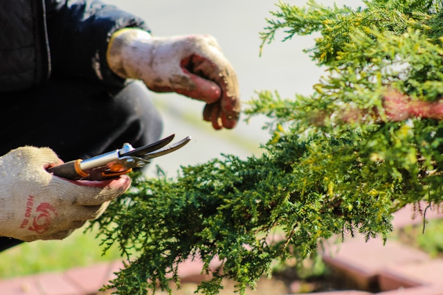 Professionelle Gartenpflege in Essen